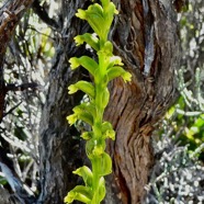 Benthamia africana .(Benthamia spiralis ). orchidaceae.endémique Madagascar Mascareignes. (1).jpeg